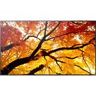 Sharp MultiSync M862 86 inch Large Format Display Front View product image
