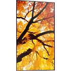 Sharp MultiSync M982 98 inch Large Format Display product image
